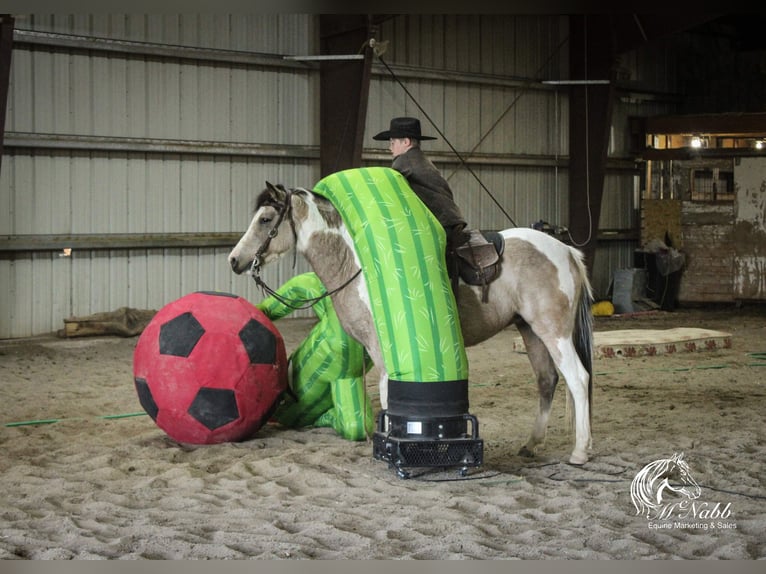 Pinto Horse Giumenta 4 Anni 140 cm Pelle di daino in Cody