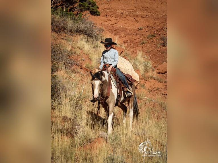 Pinto Horse Giumenta 4 Anni 140 cm Pelle di daino in Cody