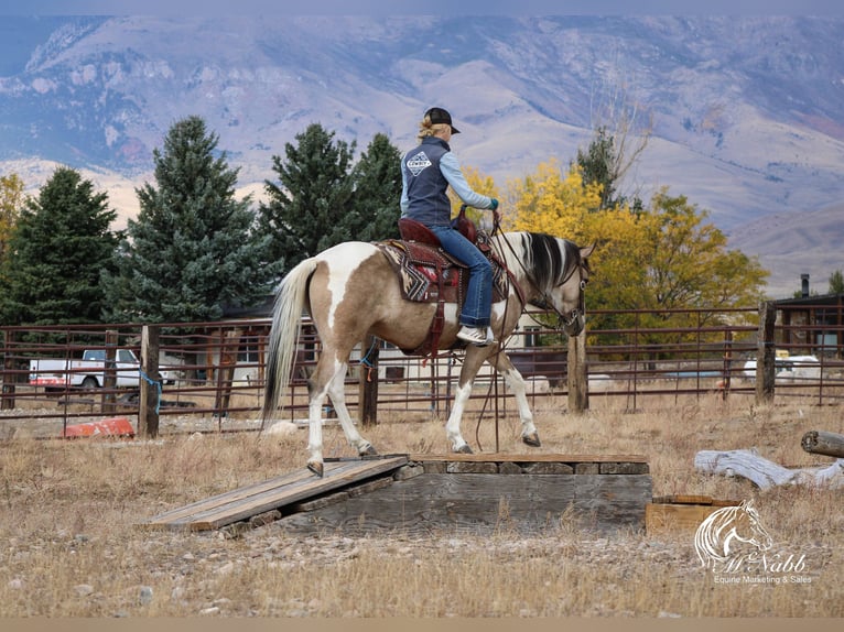 Pinto Horse Giumenta 4 Anni 140 cm Pelle di daino in Cody