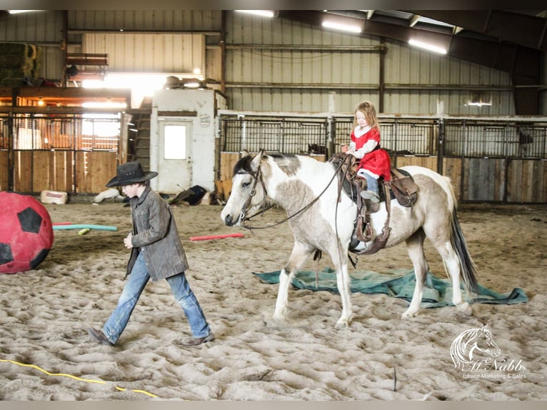 Pinto Horse Giumenta 4 Anni 140 cm Pelle di daino in Cody