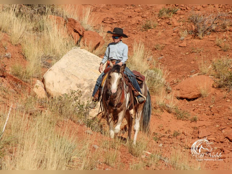 Pinto Horse Giumenta 4 Anni 140 cm Pelle di daino in Cody