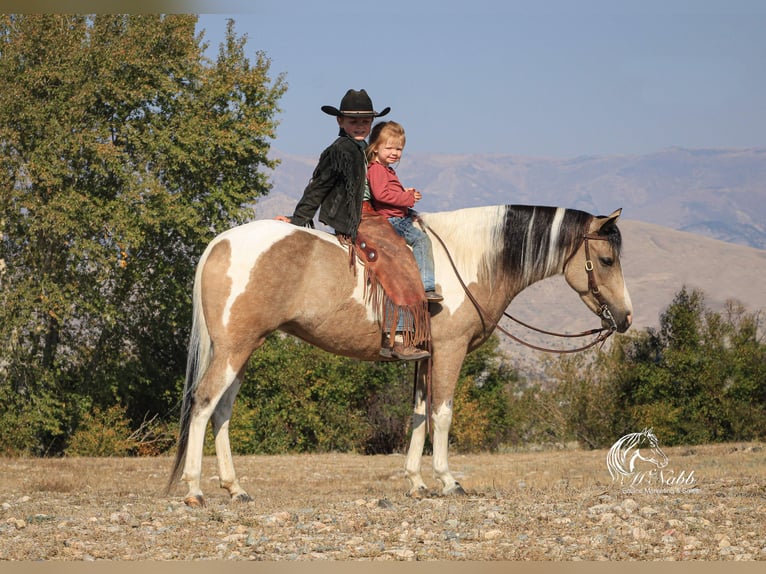 Pinto Horse Giumenta 4 Anni 140 cm Pelle di daino in Cody