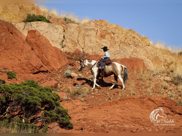 Pinto Horse Giumenta 4 Anni 140 cm Pelle di daino in Cody