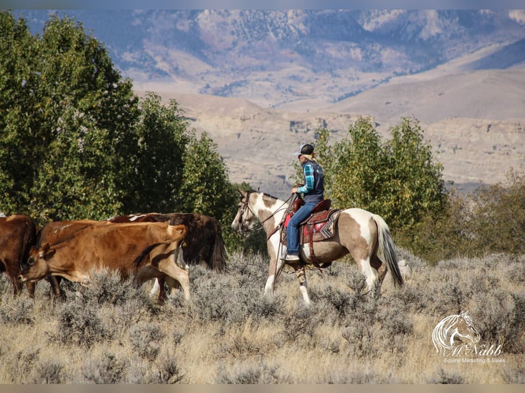 Pinto Horse Giumenta 4 Anni 140 cm Pelle di daino in Cody