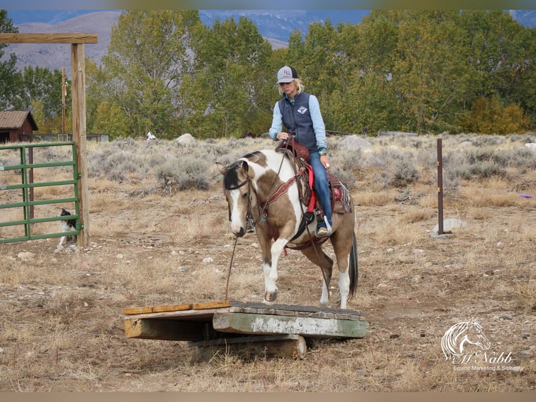 Pinto Horse Giumenta 4 Anni 140 cm Pelle di daino in Cody