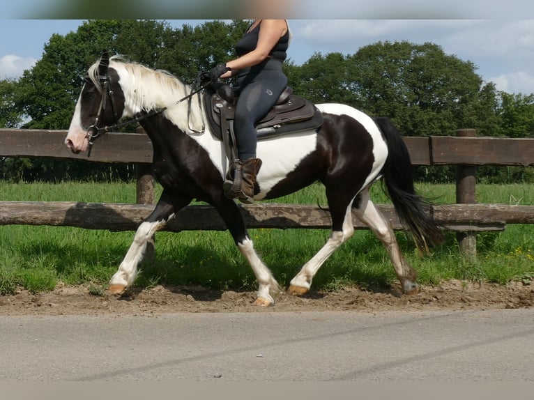 Pinto Horse Giumenta 4 Anni 144 cm Pezzato in Lathen