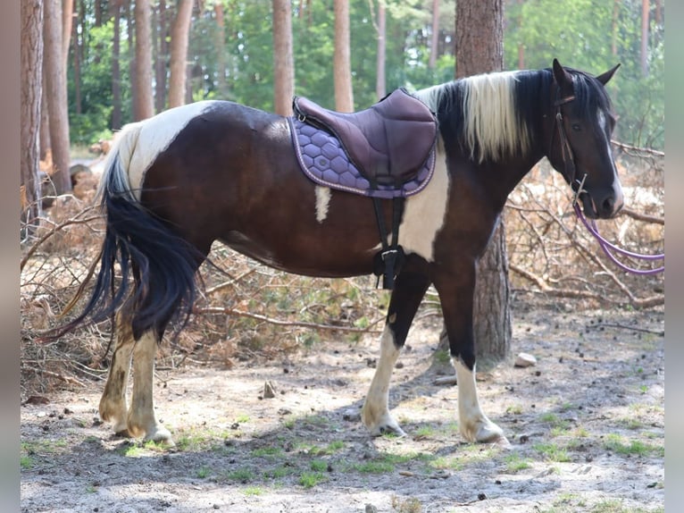 Pinto Horse Giumenta 4 Anni 144 cm Pezzato in Lathen