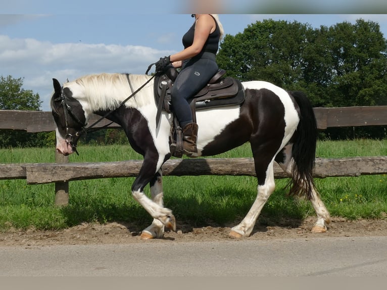 Pinto Horse Giumenta 4 Anni 144 cm Pezzato in Lathen