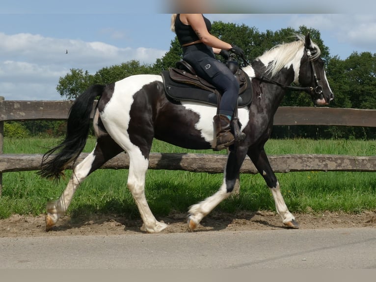 Pinto Horse Giumenta 4 Anni 144 cm Pezzato in Lathen