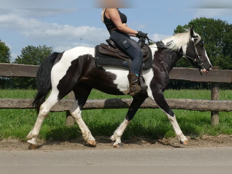 Pinto Horse Giumenta 4 Anni 144 cm Pezzato in Lathen