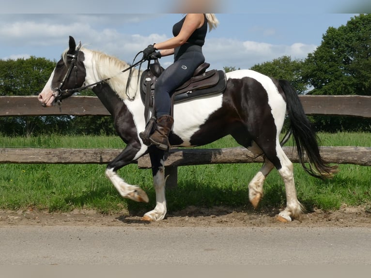 Pinto Horse Giumenta 4 Anni 144 cm Pezzato in Lathen