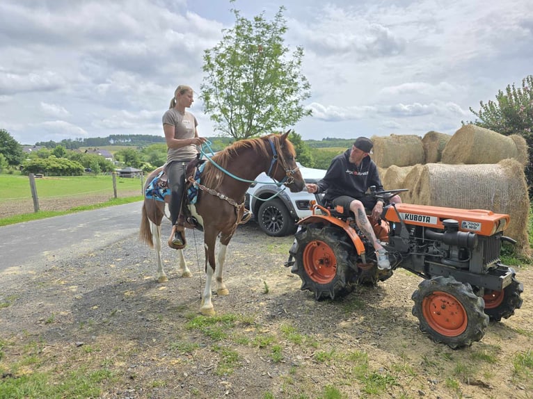 Pinto Horse Giumenta 4 Anni 145 cm Pezzato in Linkenbach