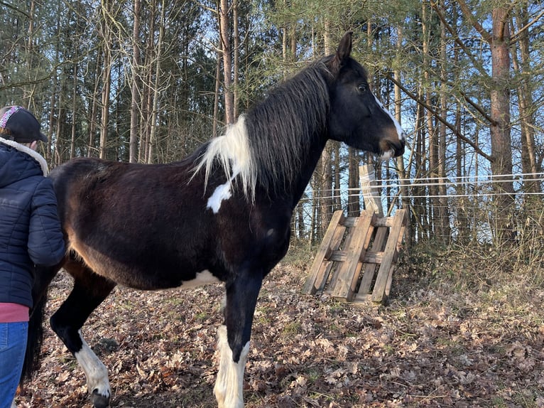 Pinto Horse Giumenta 4 Anni 147 cm Pezzato in Parchim