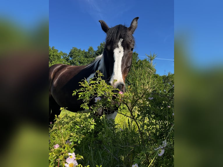 Pinto Horse Giumenta 4 Anni 147 cm Pezzato in Parchim