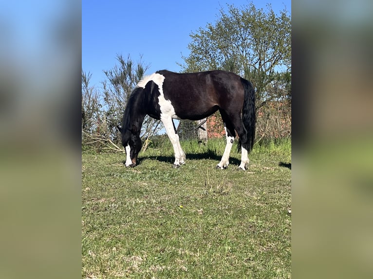 Pinto Horse Giumenta 4 Anni 147 cm Pezzato in Parchim