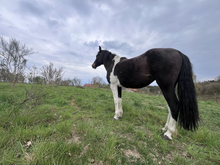 Pinto Horse Giumenta 4 Anni 147 cm Pezzato in Parchim