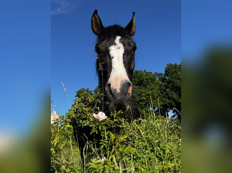 Pinto Horse Giumenta 4 Anni 147 cm Pezzato in Parchim
