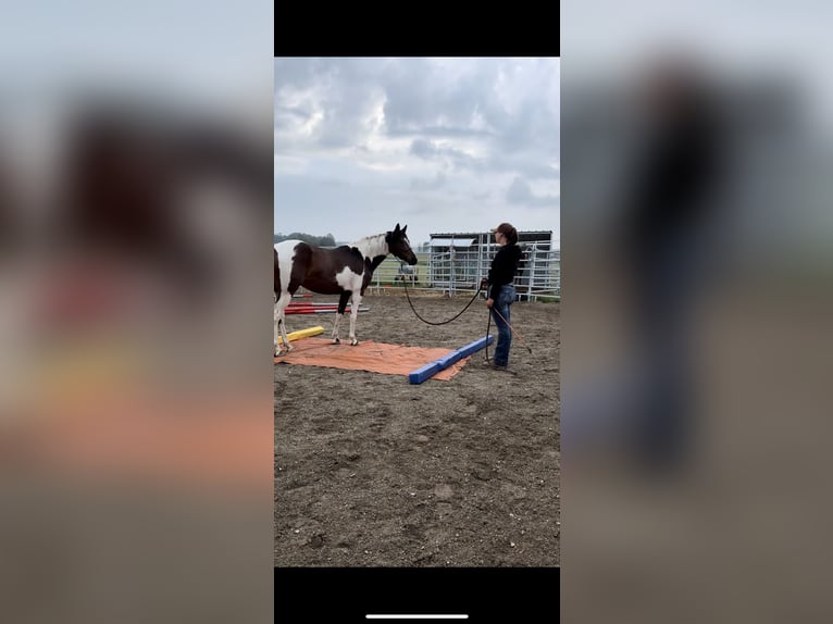Pinto Horse Giumenta 4 Anni 148 cm Pezzato in Rot an der Rot