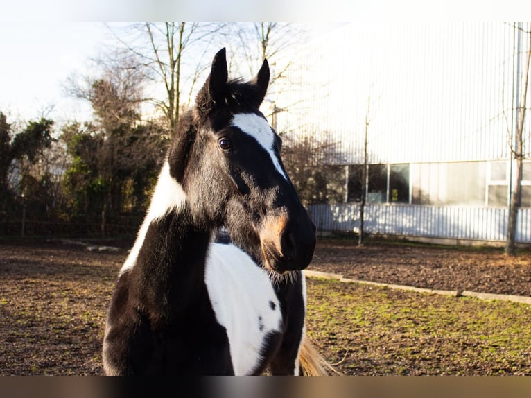 Pinto Horse Mix Giumenta 4 Anni 152 cm Pezzato in Niederzier