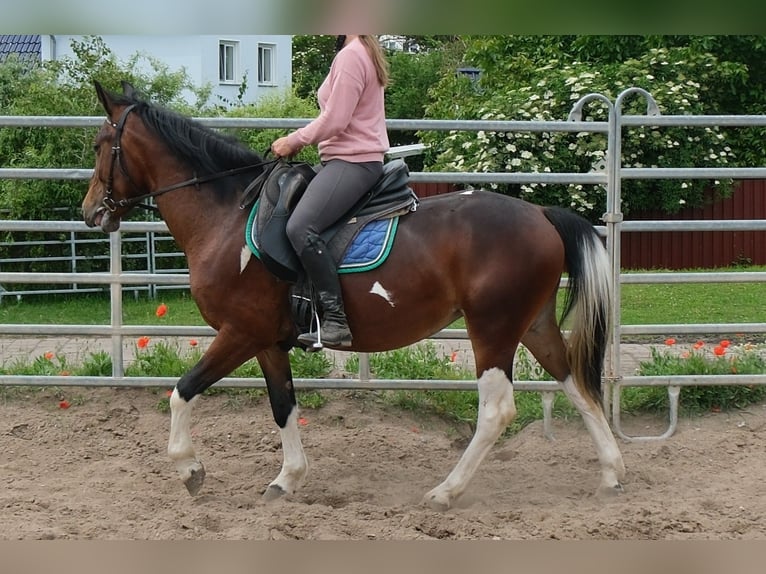 Pinto Horse Giumenta 4 Anni 152 cm Pezzato in Rudersdorf