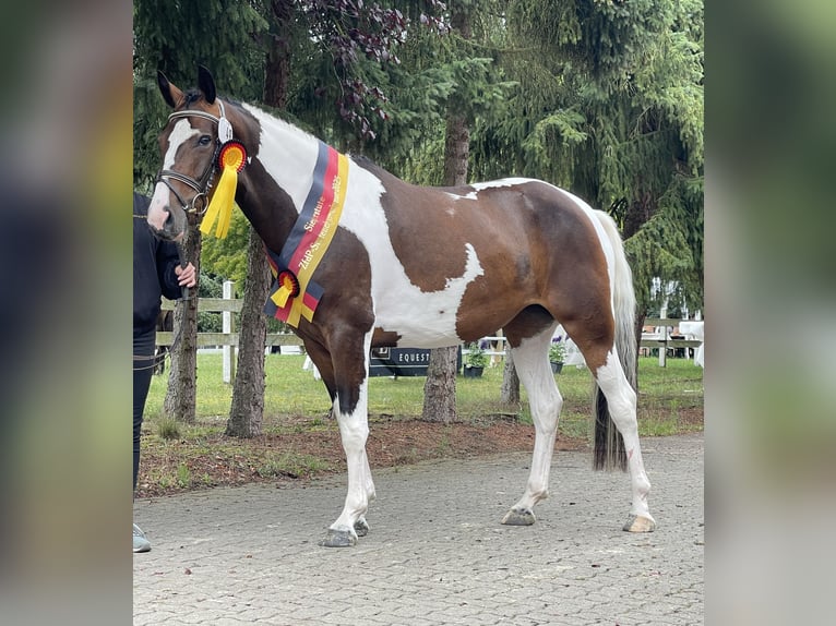 Pinto Horse Giumenta 4 Anni 153 cm Pezzato in Schee&#xDF;el