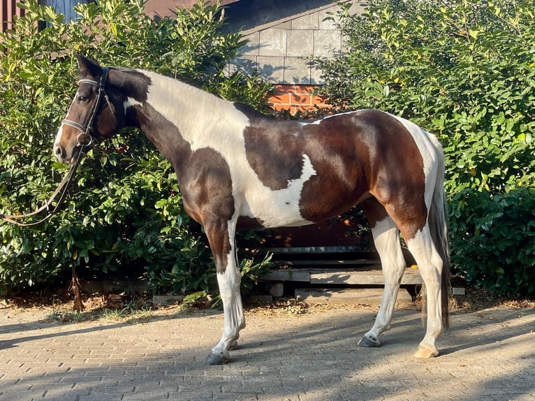 Pinto Horse Giumenta 4 Anni 153 cm Pezzato in Schee&#xDF;el