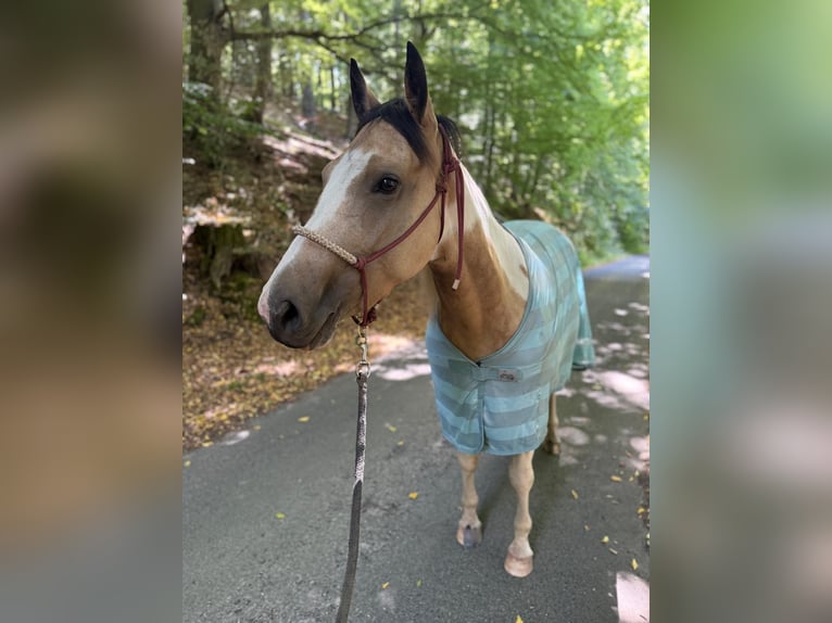 Pinto Horse Mix Giumenta 4 Anni 153 cm Pezzato in Uslar