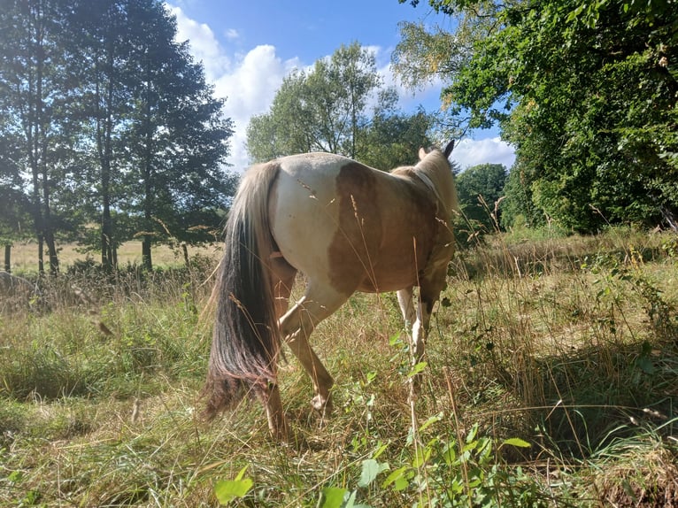 Pinto Horse Mix Giumenta 4 Anni 153 cm Pezzato in Uslar