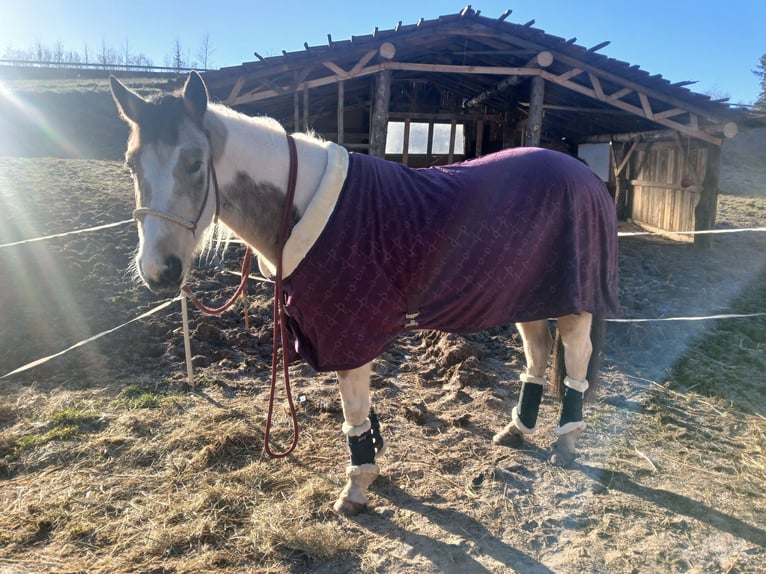 Pinto Horse Mix Giumenta 4 Anni 153 cm Pezzato in Uslar