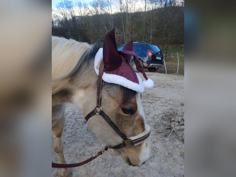 Pinto Horse Mix Giumenta 4 Anni 153 cm Pezzato in Uslar