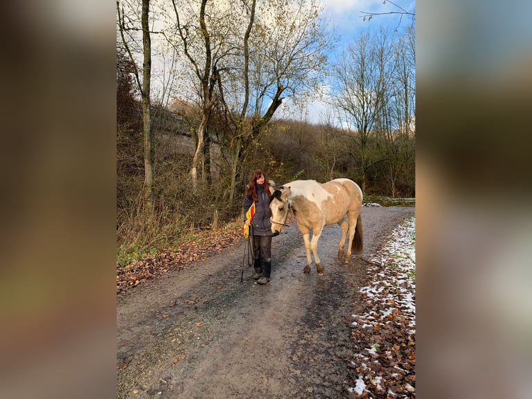 Pinto Horse Mix Giumenta 4 Anni 153 cm Pezzato in Uslar