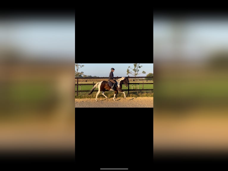 Pinto Horse Giumenta 4 Anni 153 cm Pezzato in Schee&#xDF;el