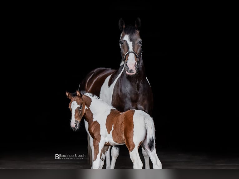 Pinto Horse Giumenta 4 Anni 153 cm Pezzato in Schee&#xDF;el