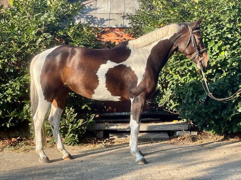 Pinto Horse Giumenta 4 Anni 153 cm Pezzato in Schee&#xDF;el