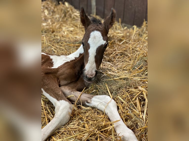 Pinto Horse Giumenta 4 Anni 153 cm Pezzato in Schee&#xDF;el