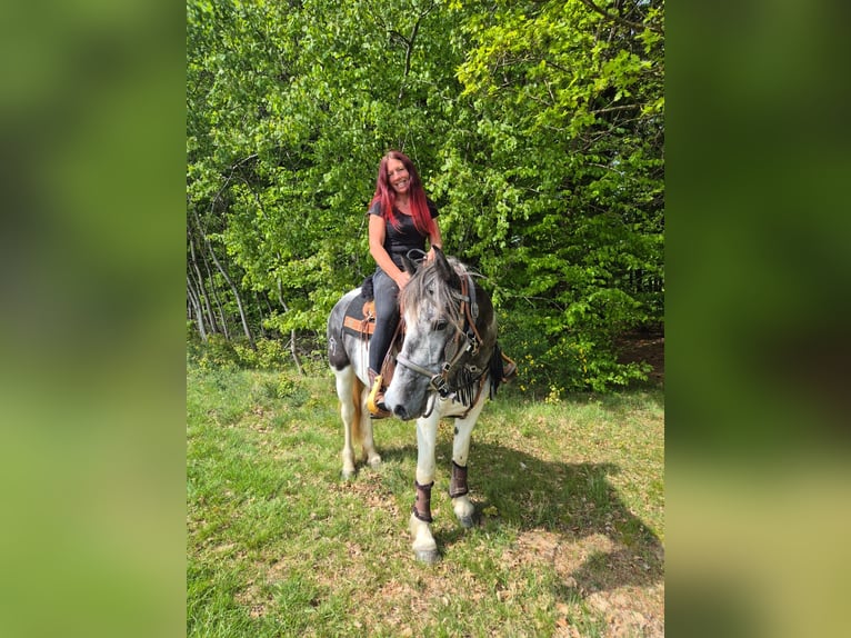 Pinto Horse Giumenta 4 Anni 154 cm  in Linkenbach