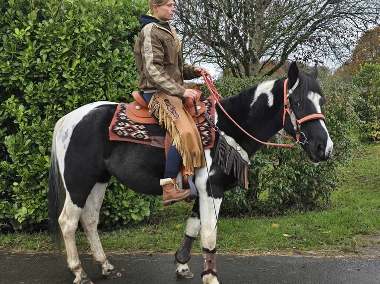 Pinto Horse Giumenta 4 Anni 154 cm Pezzato in Linkenbach