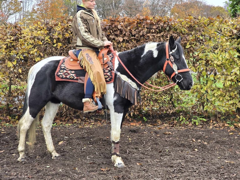 Pinto Horse Giumenta 4 Anni 154 cm Pezzato in Linkenbach