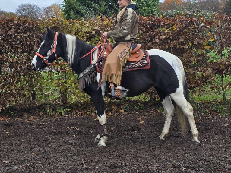 Pinto Horse Giumenta 4 Anni 154 cm Pezzato in Linkenbach