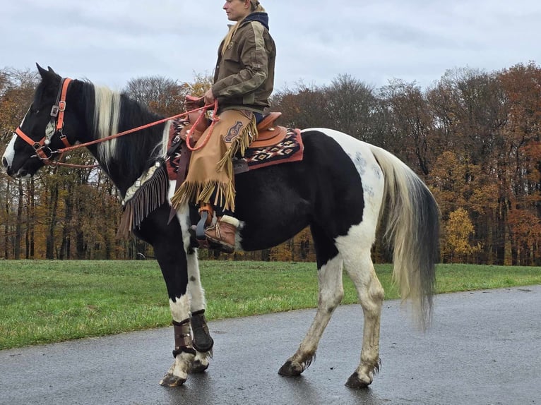 Pinto Horse Giumenta 4 Anni 154 cm Pezzato in Linkenbach