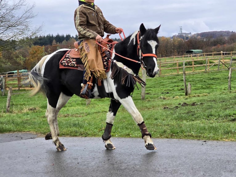 Pinto Horse Giumenta 4 Anni 154 cm Pezzato in Linkenbach