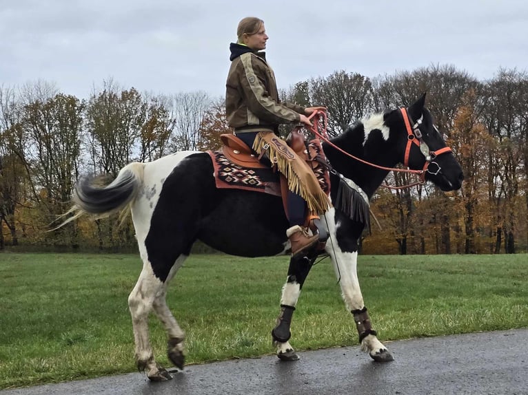 Pinto Horse Giumenta 4 Anni 154 cm Pezzato in Linkenbach