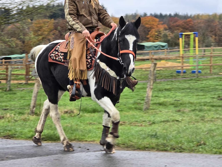 Pinto Horse Giumenta 4 Anni 154 cm Pezzato in Linkenbach