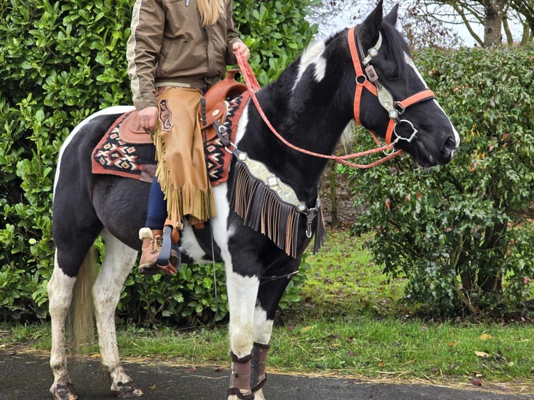 Pinto Horse Giumenta 4 Anni 154 cm Pezzato in Linkenbach