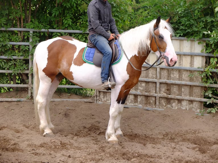 Pinto Horse Mix Giumenta 4 Anni 155 cm Pezzato in Buttstädt