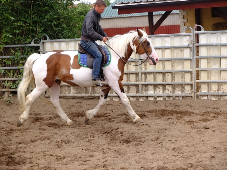 Pinto Horse Mix Giumenta 4 Anni 155 cm Pezzato in Buttstädt