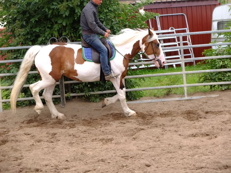 Pinto Horse Mix Giumenta 4 Anni 155 cm Pezzato in Buttstädt