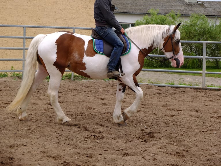 Pinto Horse Mix Giumenta 4 Anni 155 cm Pezzato in Buttstädt