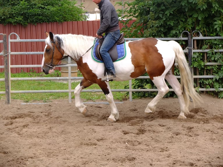 Pinto Horse Mix Giumenta 4 Anni 155 cm Pezzato in Buttstädt