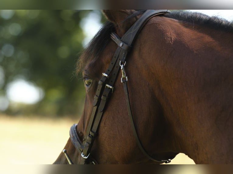 Pinto Horse Giumenta 4 Anni 155 cm Pezzato in Bréhal